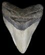 Megalodon Tooth - North Carolina #54776-1